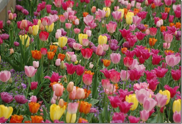 Please, No Empty Chairs: Check out My Garden!